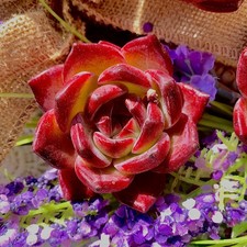 Live echeveria daredevil for sale  Syosset