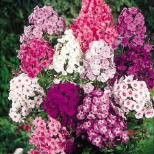 Phlox paniculata adessa for sale  UK