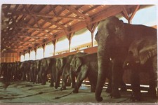 Ringling bros barnum for sale  Wilmington