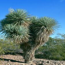 Blue yucca tree for sale  Lincolnton