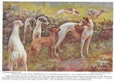 Greyhound whippet custom for sale  Tampa