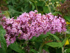 Sommerflieder schmetterlingsst gebraucht kaufen  Kronburg