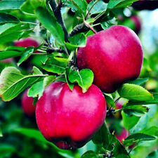 Paradise apple tree for sale  Lincolnton