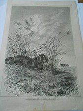 Gravure 1879 chien d'occasion  La Verpillière