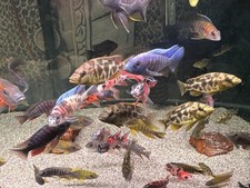 Peacocks pack for sale  Las Vegas