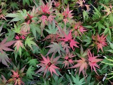 Japanese maple kuro for sale  Woodburn