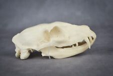 Replica aardwolf skull for sale  Castle Rock