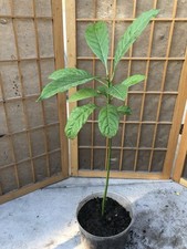 Avocado tree live for sale  El Monte