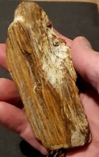 Bois fossilisé oise d'occasion  Senlis