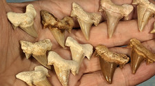 Otodus obliquus shark for sale  ROCHDALE