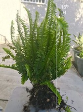 Boston fern live for sale  Rialto