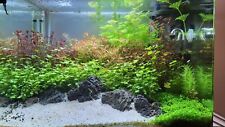 Scapers tank aquarium gebraucht kaufen  Aalen