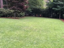 Bermuda grass seed for sale  Fayetteville