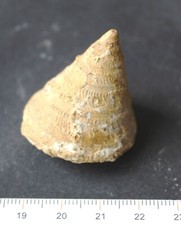 Gastéropode fossile pyrgotroc d'occasion  Moyon