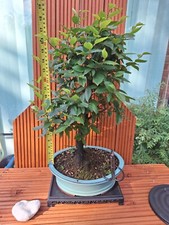 Large 48cm hornbeam for sale  PETERBOROUGH