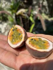 Pianta frutto della usato  Lacco Ameno