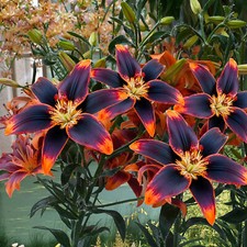 Lilium forever susan for sale  WOLVERHAMPTON