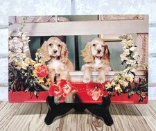 Cocker spaniel dogs for sale  Crawford