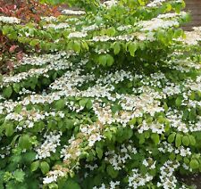 Viburnum plicatum mariesii for sale  NORWICH