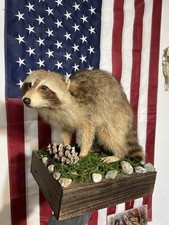 Raccoon taxidermy mount for sale  Hudson Falls