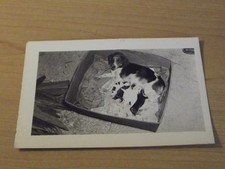 Mother dog feeding for sale  North Grosvenordale