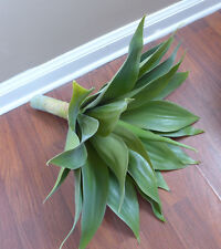 Big tequila plant for sale  Indianapolis