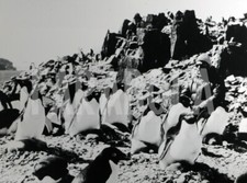 cousteau mare usato  Roma