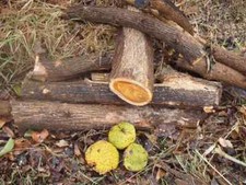 Seeds maclura pomifera for sale  Duluth