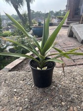 yucca plants for sale yucca plants for sale BEXLEYHEATH