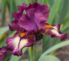 Calligrapher iris rhizome for sale  Ahsahka