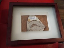 Fish fossil beautifully for sale  BRISTOL