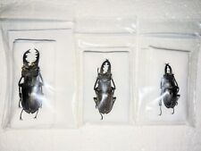 Set lucanus maculifemoratus for sale  WOKING