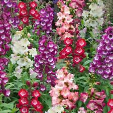 Penstemon arabesque mix for sale  UK