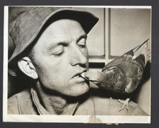 carrier pigeon for sale  RADSTOCK