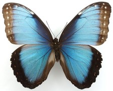 Morpho helenor rugitaeniatus gebraucht kaufen  München