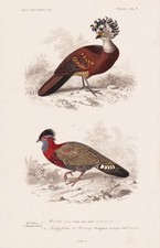 Crax rubra tragopan d'occasion  Expédié en France