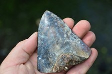 Beautiful genuine megalodon for sale  UK