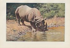 Panzernashorn nashorn seltener gebraucht kaufen  Kassel