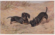 Cartão postal antigo de cachorro Dachshund brincando em Sandy Beach comprar usado  Enviando para Brazil