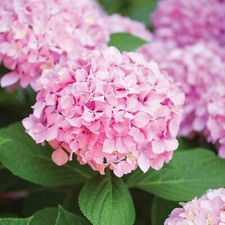 Garden state bulb for sale  Vineland