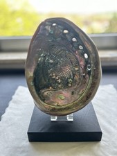 Abalone muschel xxl gebraucht kaufen  Oberriexingen
