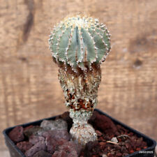 D3301 geohintonia mexicana for sale  Shipping to United Kingdom
