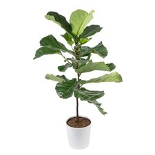 Fiddle leaf fig for sale  Los Angeles