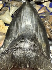 High quality monster for sale  Ripley