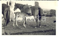 1942 muravera puledro usato  Milano