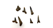 Lot texas fossil for sale  Greenville