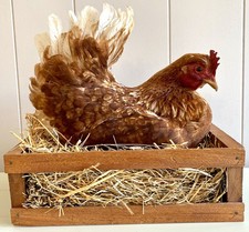 Taxidermy chicken wooden for sale  Mount Hope