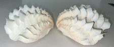 Giant ruffled cream for sale  Elmhurst