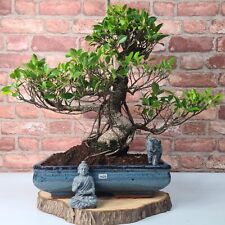 Ficus microcarpa large for sale  LEEDS