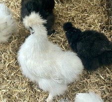 Six silkie eggs for sale  EVESHAM
